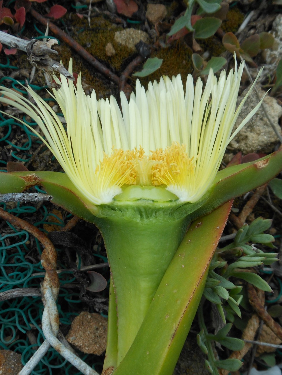 Carpobrotus acinaciformis  VS C. edulis  subsp. edulis
